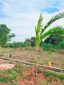 Project Image of 1163.0 - 1528.0 Sq.ft Residential Plot Plot for buy in Shoba Shama Enclave