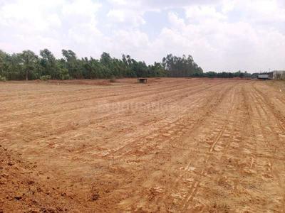 Best Green Orchid 1.jpg 1