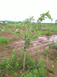 Project Image of 0.0 - 1200.0 Sq.ft Residential Plot Plot for buy in Sai Krishna Sivani Gardens