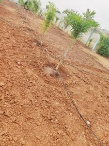 Project Image of 1300.0 - 2500.0 Sq.ft Agricultural Land Agricultural Land for buy in Green Nature Farms