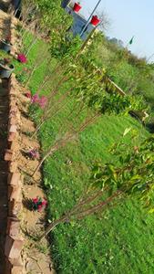 Project Image of 873.0 - 1062.0 Sq.ft Residential Plot Plot for buy in KSD Yash Vihar