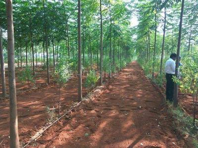 Project Image of 3375.0 - 5445.0 Sq.ft Residential Plot Plot for buy in Myneni Peacock Avenue