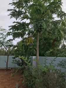 Project Image of 2324.0 - 3874.0 Sq.ft Residential Plot Plot for buy in Highlands