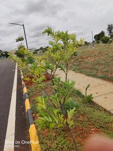 Project Image of 1200.0 - 1800.0 Sq.ft Residential Plot Plot for buy in Surya Paradise Phase 2