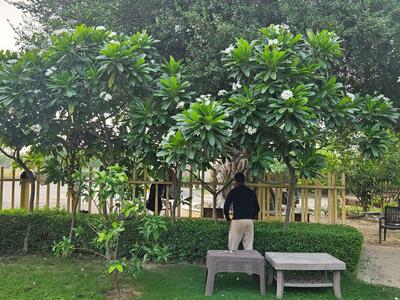 Swaraj The Villagio Plot 2