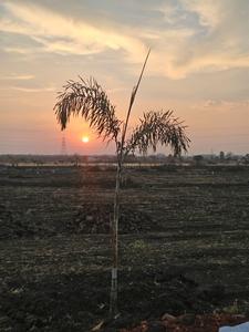 Project Image of 2872.0 - 6856.0 Sq.ft Residential Plot Plot for buy in La Vallee Farms