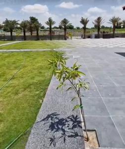 Fortune Avenue Luxury Villa Plots Landscape Garden and Tree Planting 4