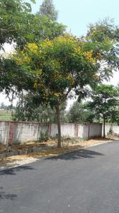 Project Image of 1050.0 - 4800.0 Sq.ft Residential Plot Plot for buy in NBR Meadows