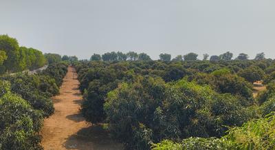 Project Image of 0.0 - 5445.0 Sq.ft Residential Plot Plot for buy in Vision Aashritha Mango Garden