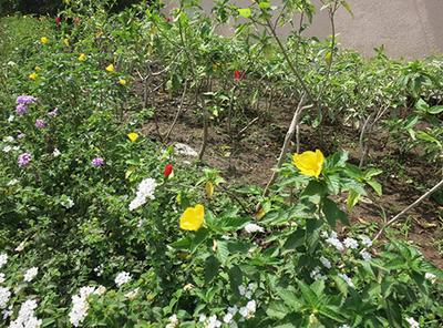 Landscapes Nisargsrishti Images for Amenities of Landscapes Nisargsrishti 1