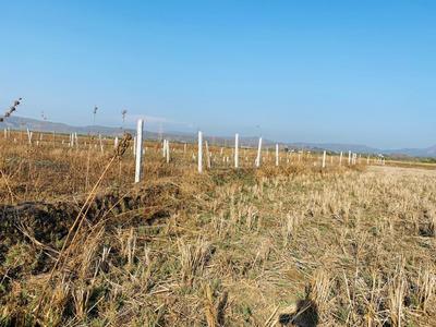 Project Image of 1000.0 - 100000.0 Sq.ft Residential Plot Plot for buy in Royals Plots in Alibag