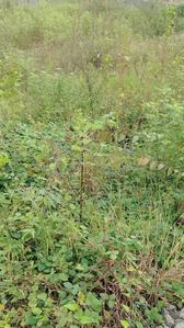 Project Image of 937.0 - 2462.35 Sq.ft Residential Plot Plot for buy in Karma Bhakti Bunglows P2