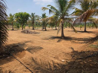 Project Image of 5944.0 - 10423.0 Sq.ft Residential Plot Plot for buy in Destiny Coconut Garden