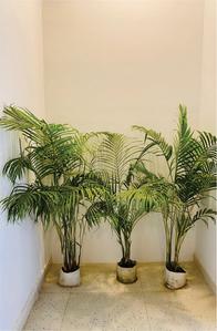 Project Image of 380.0 - 692.0 Sq.ft 1 BHK Apartment for buy in Beetle Orchid