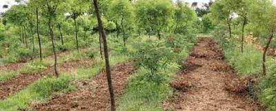 Project Image of 120 Sq.ft Residential Plot / Land for sale in Kolanupaka for Rs. 1320000