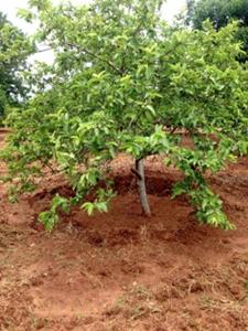 Project Image of 2700.0 - 10890.0 Sq.ft Residential Plot Plot for buy in Samruddhi Kalpavruksha