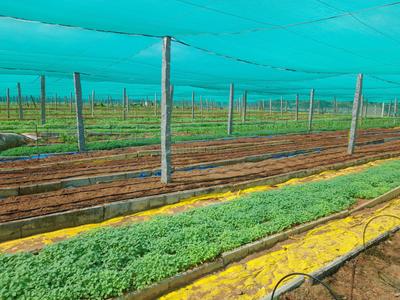 Project Image of 4356.0 - 43560.0 Sq.ft Agricultural Land Agricultural Land for buy in Aruna Ashwadhaa Organic Gardens