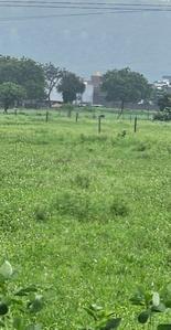 Project Image of 555.53 - 1966.03 Sq.ft Residential Plot Plot for buy in Tirupati Kamdhenu Park