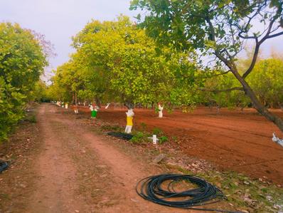 Project Image of 9594.0 - 13838.0 Sq.ft Residential Plot Plot for buy in Banyan Red Soil Mango Farms