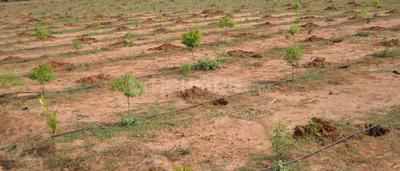 Project Image of 540.03 - 3635.94 Sq.ft Residential Plot Plot for buy in Sunrise Sai Vanam