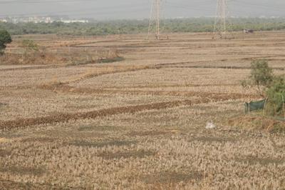MJ Plots In Ranjanpada Plot 1