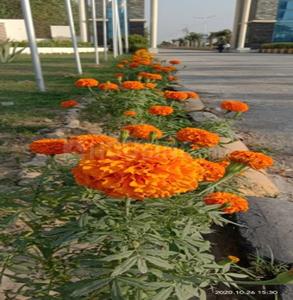 Project Image of 810.0 - 2250.0 Sq.ft Residential Plot Plot for buy in Hero Alaknanda Plots