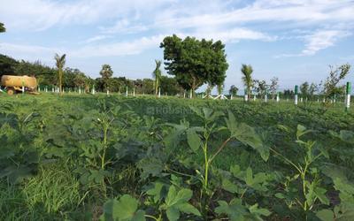 Project Image of 9800.0 - 10500.0 Sq.ft Residential Plot Plot for buy in RWD Ibis County