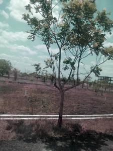 Project Image of 1500.0 - 4600.0 Sq.ft Residential Plot Plot for buy in Aditya Shanmukha Garden