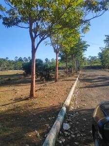 Project Image of 100.0 - 3048.45 Sq.ft Residential Plot Plot for buy in Subha Maple Meadows
