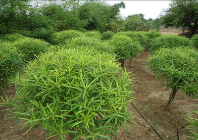 Project Image of 27000.0 - 45000.0 Sq.ft Residential Plot Plot for buy in Aavkar River Retreat