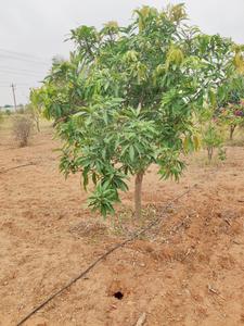 Project Image of 1300.0 - 2500.0 Sq.ft Agricultural Land Agricultural Land for buy in Green Nature Farms