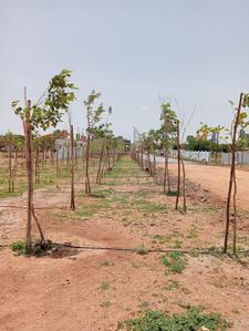 Project Image of 1089.0 - 4590.0 Sq.ft Residential Plot Plot for buy in Sunrise Nature Farms