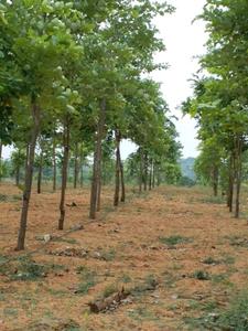Project Image of 3375.0 - 5445.0 Sq.ft Residential Plot Plot for buy in Myneni Peacock Avenue