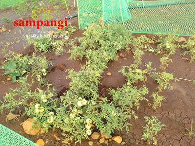 Project Image of 5445.0 - 43560.0 Sq.ft Residential Plot Plot for buy in Sampangi The Treasure Valley