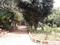 Kishore Chowdeshwari Platinum-2 Landscape Garden and Tree Planting 1