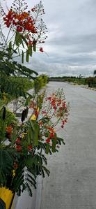 Project Image of 1350.0 - 6641.0 Sq.ft Residential Plot Plot for buy in Akshita Golden Breeze