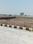 Virasat Royal Paradise Vatika Plot 2