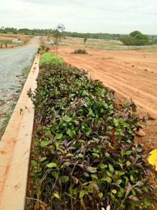 Project Image of 1200.0 - 3999.0 Sq.ft Residential Plot Plot for buy in Excel Oxygen