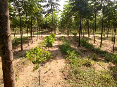 Project Image of 3375.0 - 5445.0 Sq.ft Residential Plot Plot for buy in Myneni Peacock Avenue