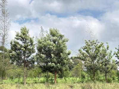 Project Image of 6000.0 - 12000.0 Sq.ft Residential Plot Plot for buy in Navile Farms 
