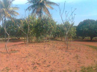 Project Image of 1108.0 - 2400.0 Sq.ft Residential Plot Plot for buy in Shriram Godhuli