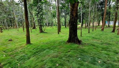 Project Image of 5500.0 - 11000.0 Sq.ft Residential Plot Plot for buy in Lost In The Woods