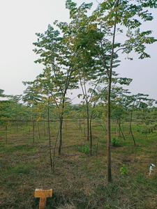 Project Image of 1485.0 - 1980.0 Sq.ft Residential Plot Plot for buy in Charan Sai Brindavanam Malabarneem Plantation