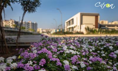 Project Image of 431.0 - 470.0 Sq.ft 1 BHK Apartment for buy in Manisha Citron Phase 2