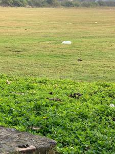 Project Image of 1076.39 - 5381.96 Sq.ft Residential Plot Plot for buy in Amrawati IT City