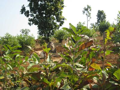 Project Image of 0.0 - 2200.0 Sq.ft Residential Plot Plot for buy in Disha Wellness City