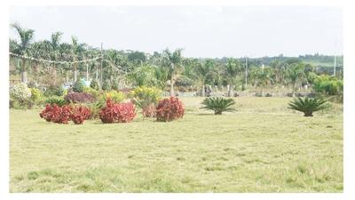 Midmac Palm Meadows 1591278248688_palm grdn.jpg 1