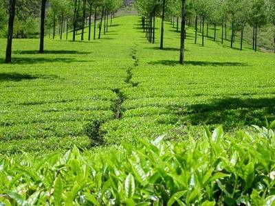 Project Image of 15260.0 - 17440.0 Sq.ft Agricultural Land Agricultural Land for buy in Sowrem Kotagiri Tea Estate