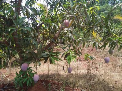 Project Image of 1000.0 - 10000.0 Sq.ft Residential Plot Plot for buy in Farm N Land Mangaon