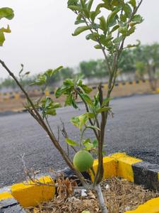 Project Image of 600.0 - 2400.0 Sq.ft Residential Plot Plot for buy in Venture Kumaran Garden